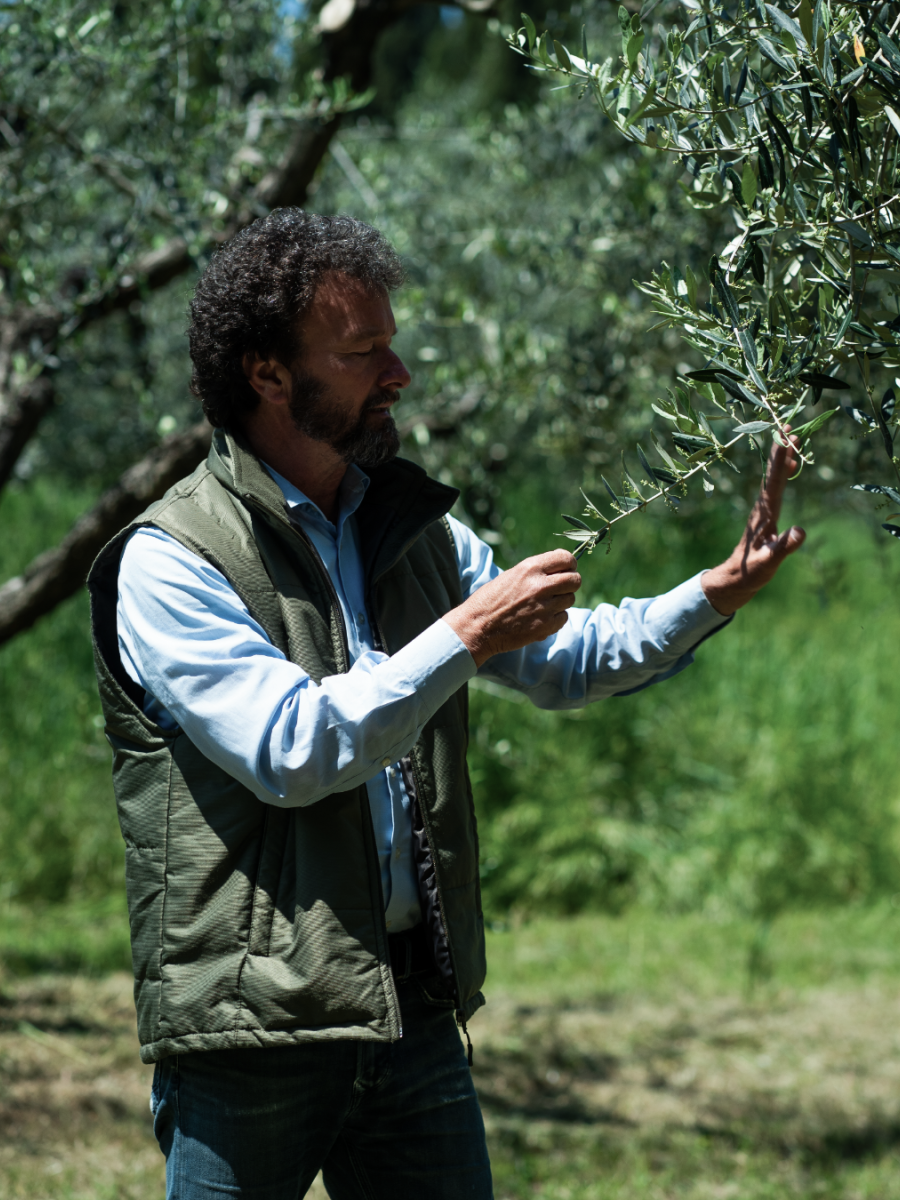 Salvaguardare, mantenere, conservare: oliocultura di Tenuta Maryamado