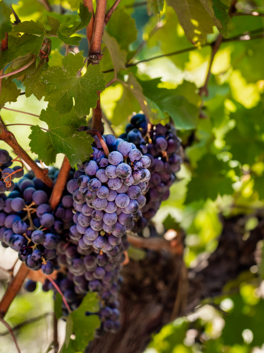 A fascinating vintage: the challenges and innovations of the harvest at Tenuta Maryamado.