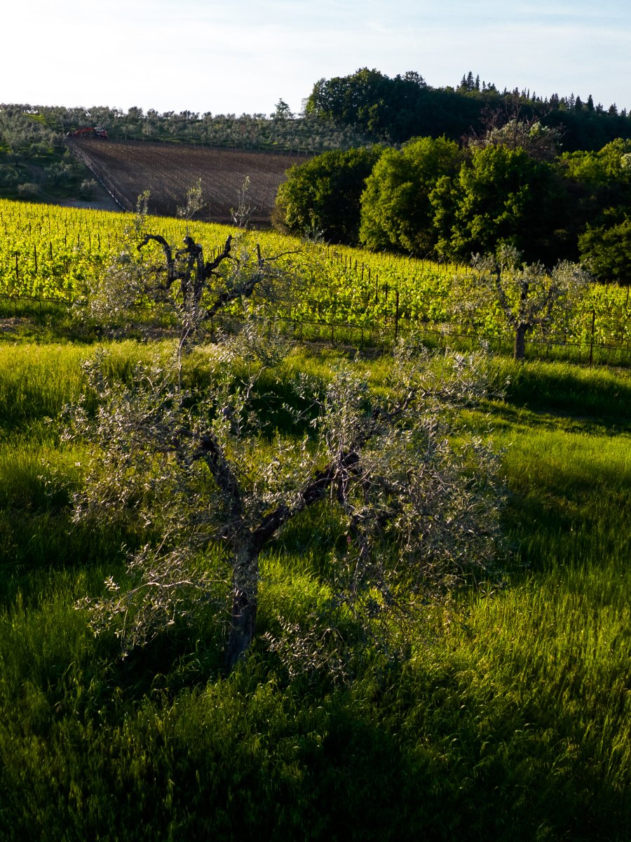 I nuovi uliveti di Tenuta Marymado