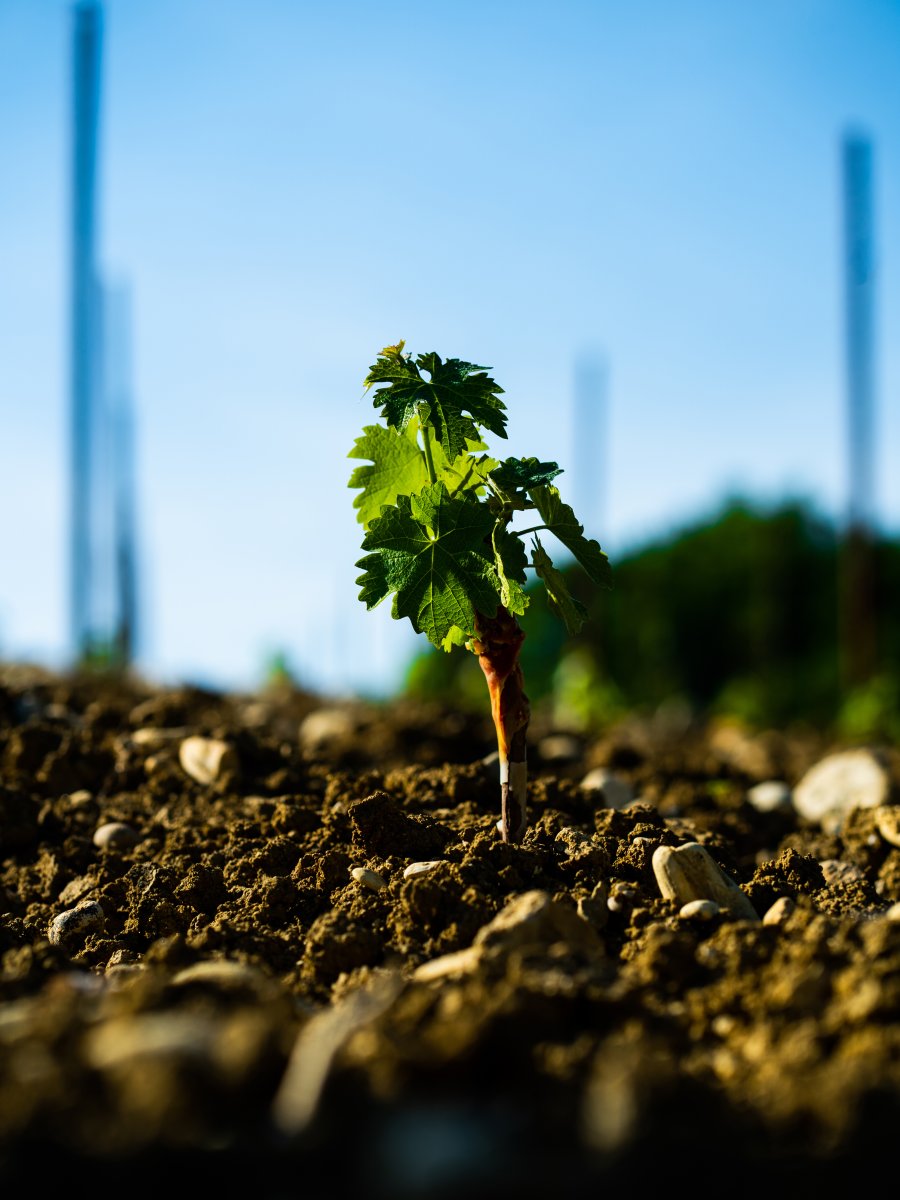 A sustainable irrigation system