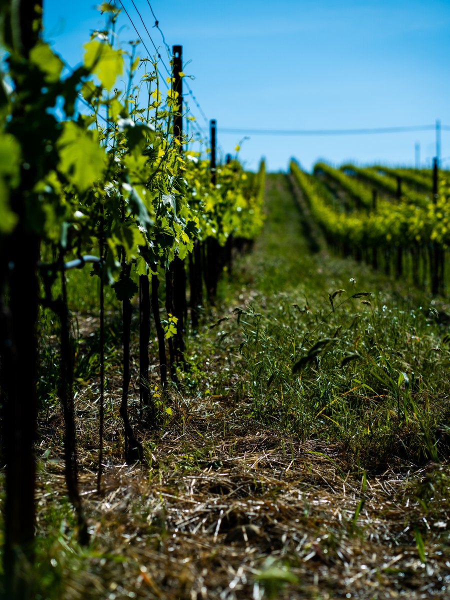 The vineyard in winter: pruning