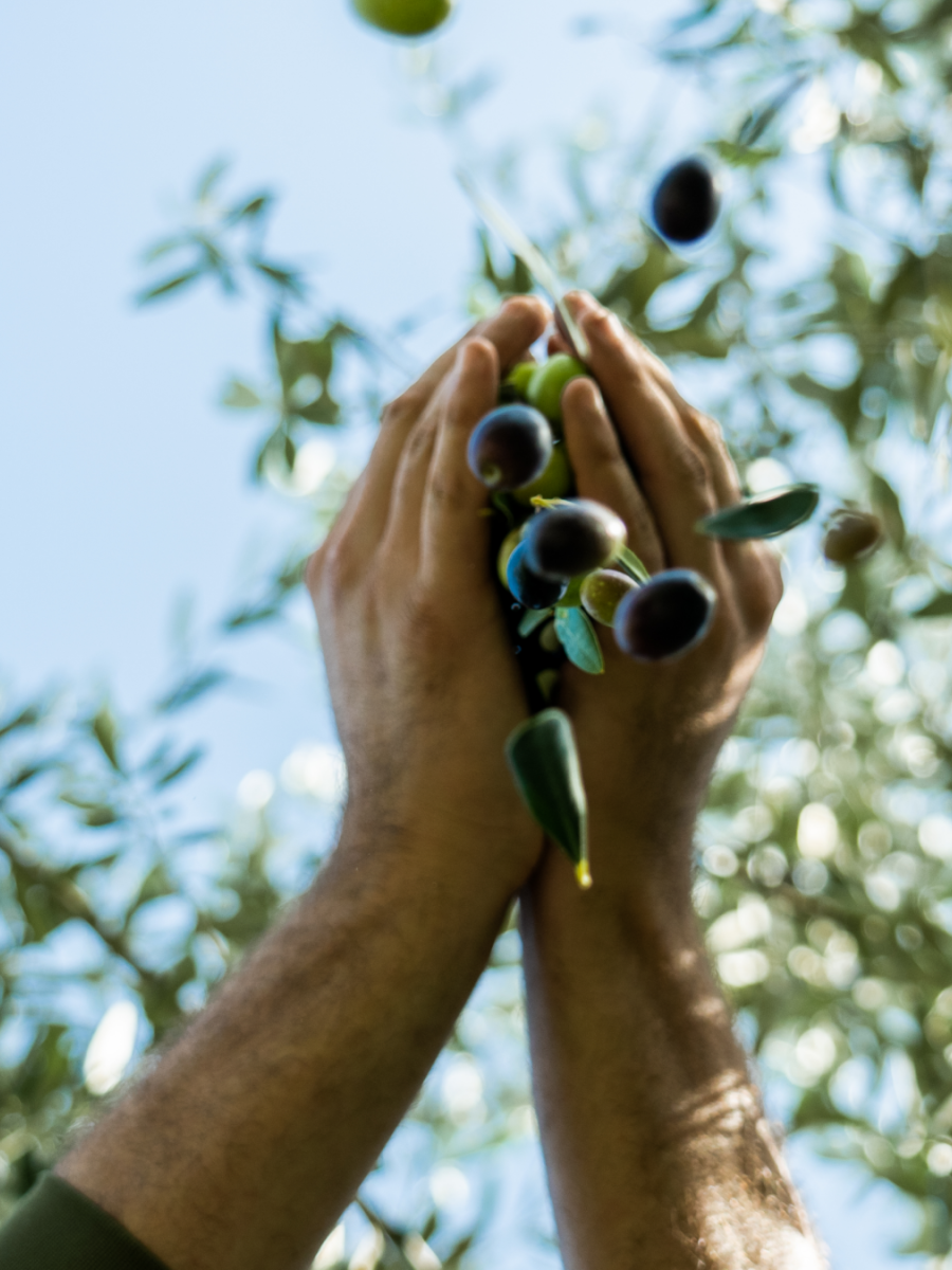 The Olive Harvest at Tenuta Maryamado