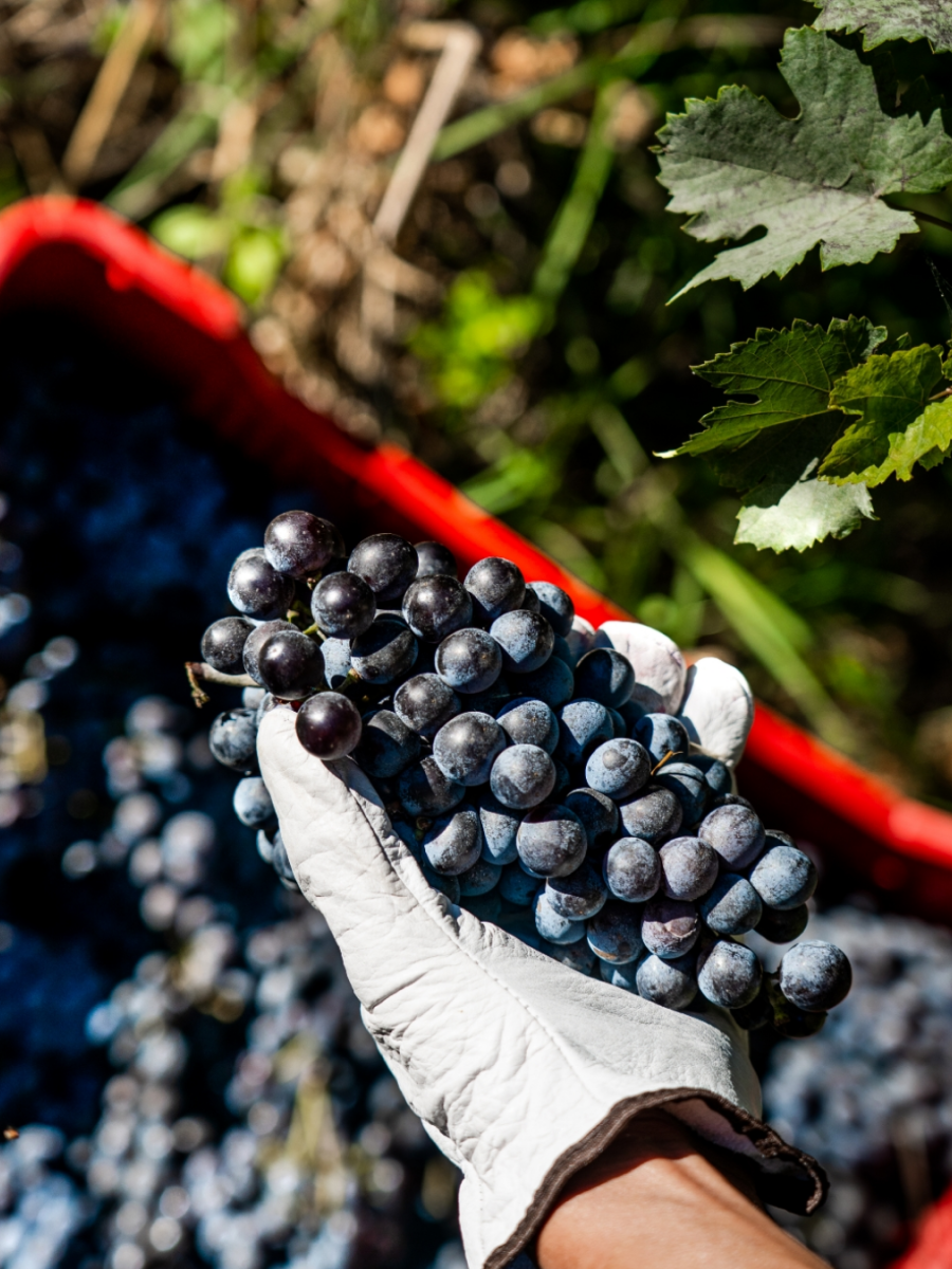 Luca D'Attoma and Tenuta Maryamado’s Winemaking Philosophy