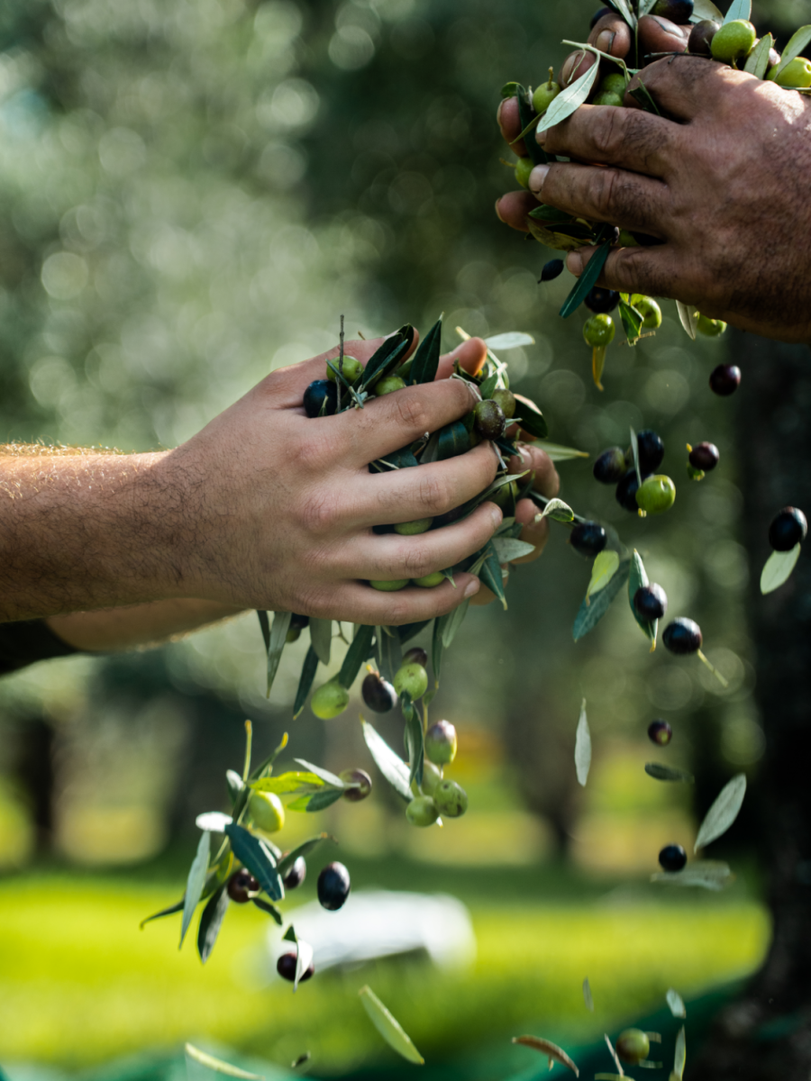 L' olio extravergine d'oliva è biologico a tenuta Maryamado 